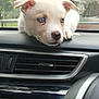 puppy, dog, white_dog, blue_eyes, car_interior, dashboard, window, resting, cute, pet, animal, fur, ears, nose, outdoor_background, greenery, house, calm, young_dog, closeup