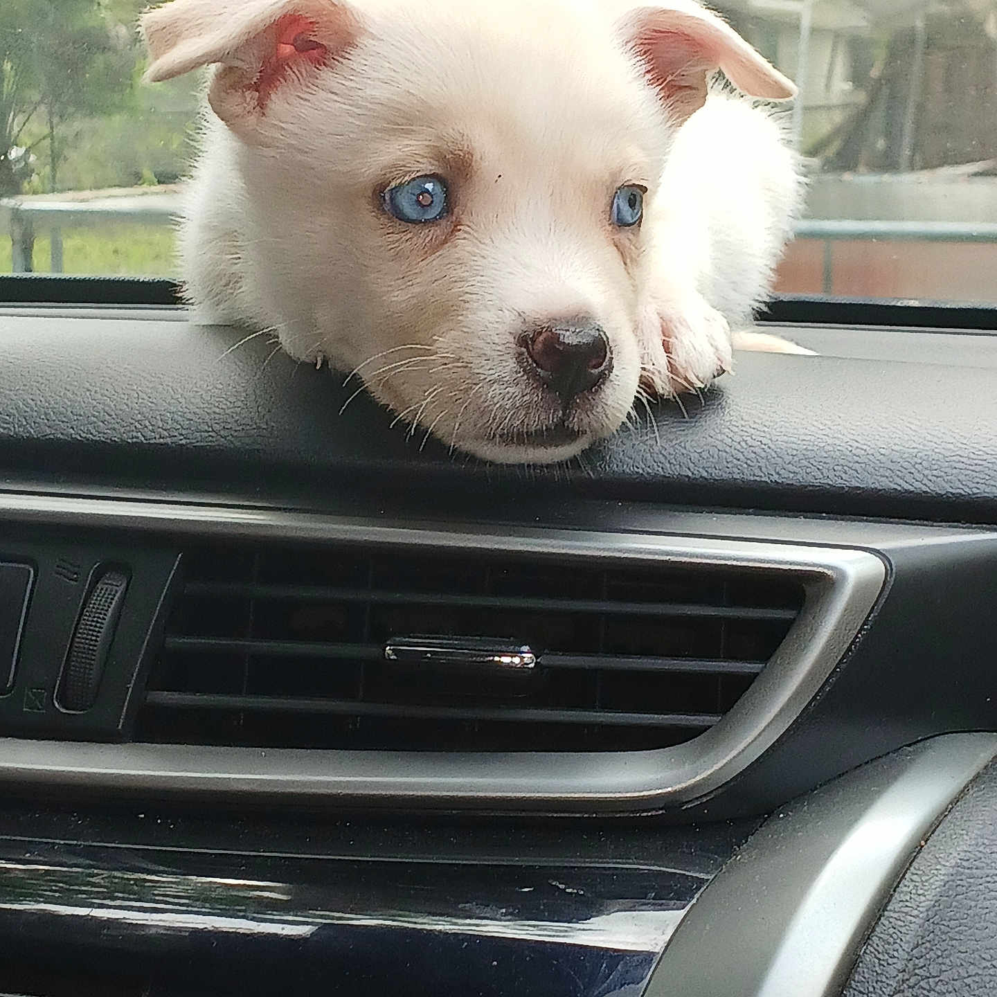 Blue joined the competition — help win amazing prizes! animal, blue_eyes, calm, car_interior, closeup, cute, dashboard, dog, ears, fur, greenery, house, nose, outdoor_background, pet, puppy, resting, white_dog, window, young_dog
