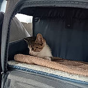 Coockie a rejoint le concours — aidez-le/la à gagner de superbes lots ! kitten, cat, pet_carrier, blanket, mesh, cozy, indoor, animal, cute, small, fur, resting, soft, young, side_view, comfort, domestic, captive, curious, feline