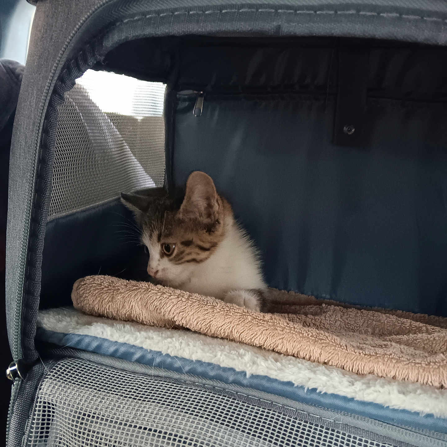 Coockie a rejoint le concours — aidez-le/la à gagner de superbes lots ! animal, blanket, captive, cat, comfort, cozy, curious, cute, domestic, feline, fur, indoor, kitten, mesh, pet_carrier, resting, side_view, small, soft, young