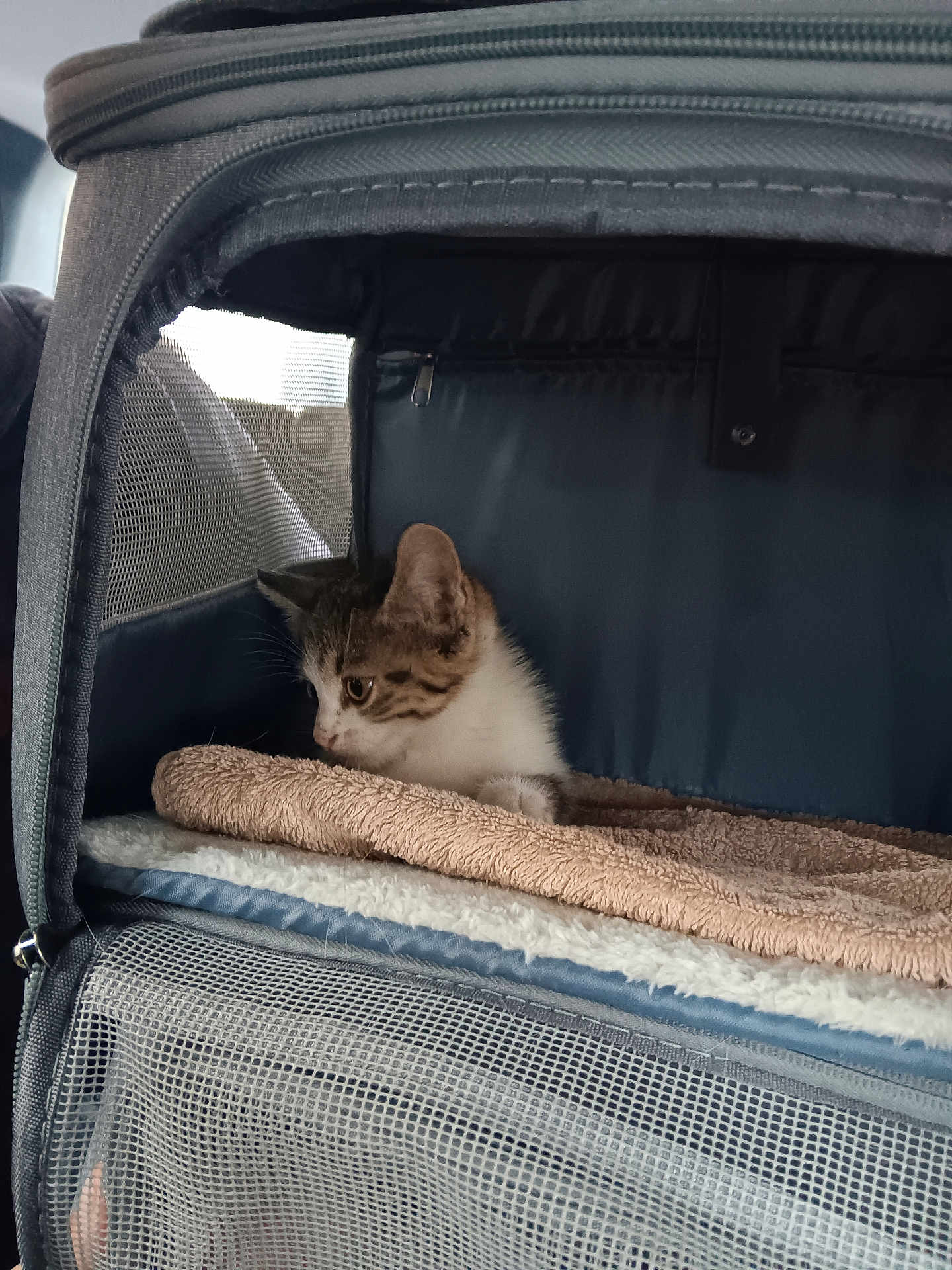 Coockie a rejoint le concours — aidez-le/la à gagner de superbes lots ! kitten, cat, pet_carrier, blanket, mesh, cozy, indoor, animal, cute, small, fur, resting, soft, young, side_view, comfort, domestic, captive, curious, feline