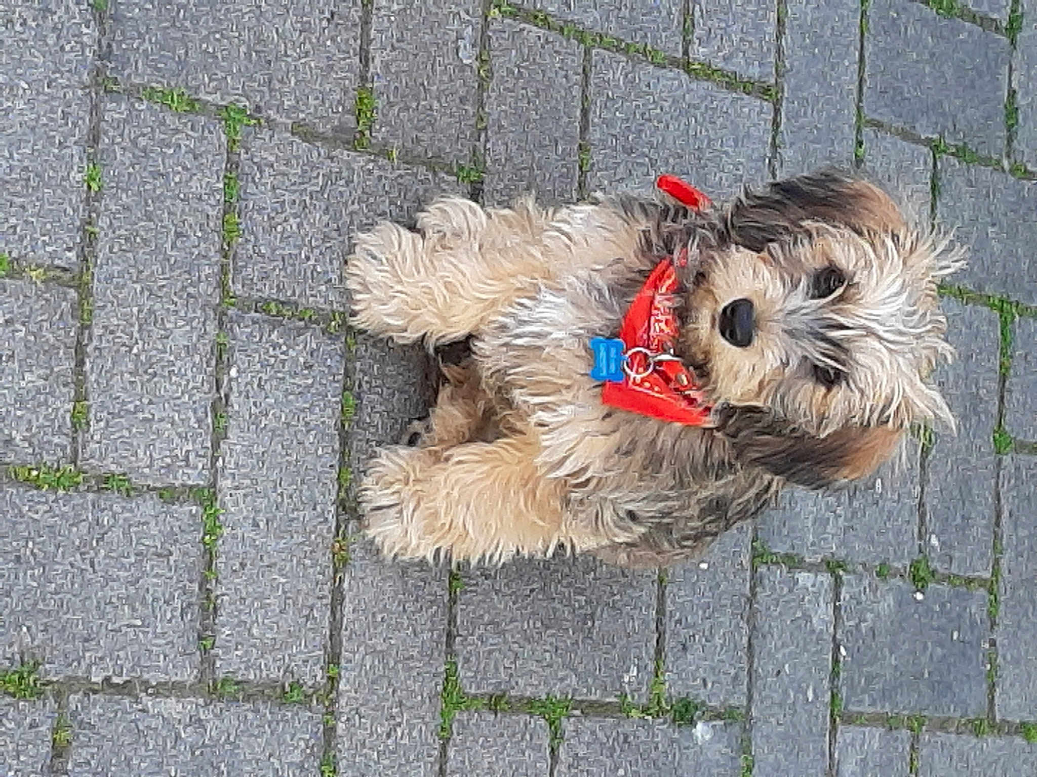Benji