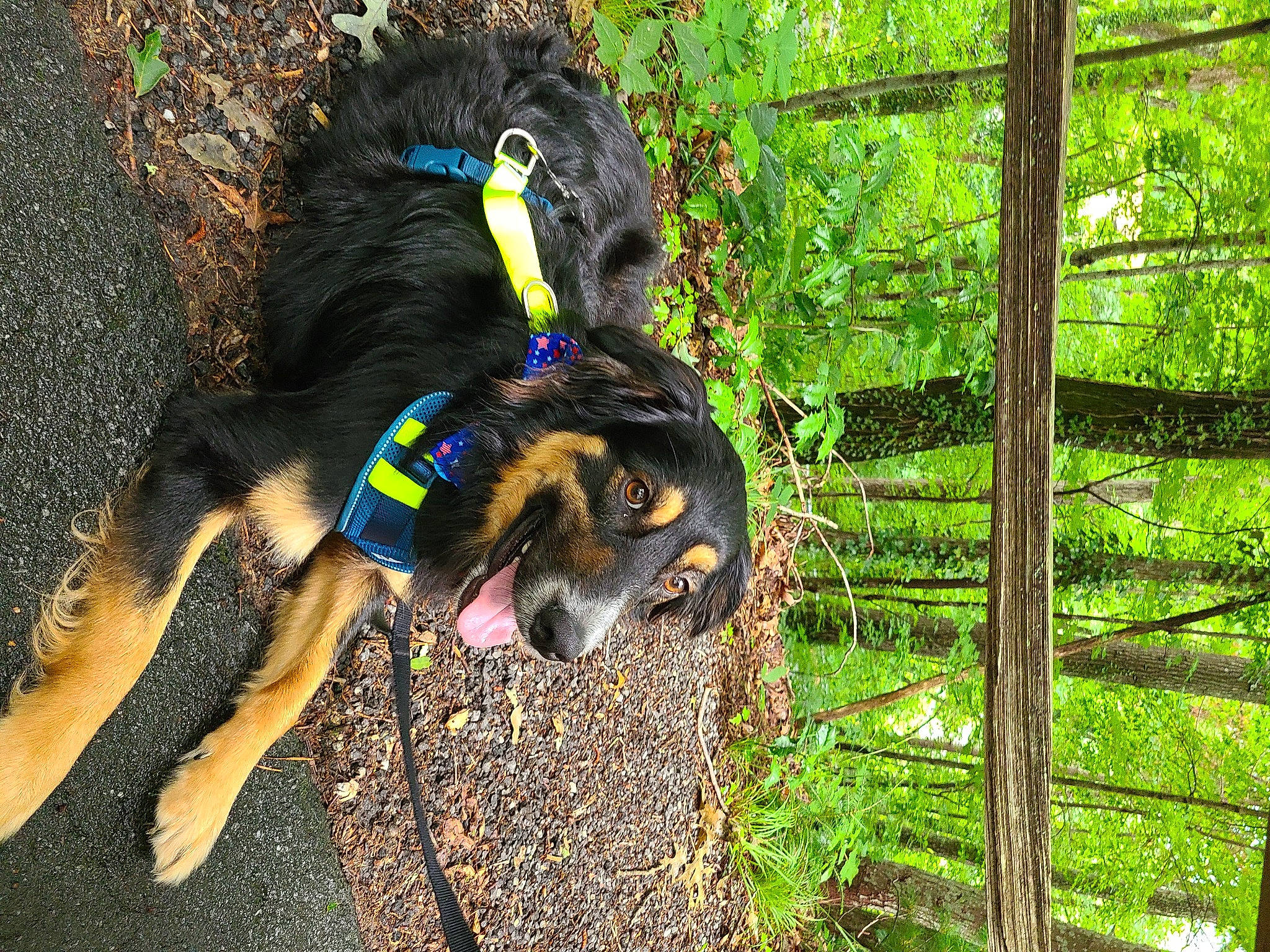 Scout is registered to the contest to win money with this photo: canidae, carnivore, dog, dog_breed, entlebucher_mountain_dog, forest, hunting_dog, plant, sporting_group, tree