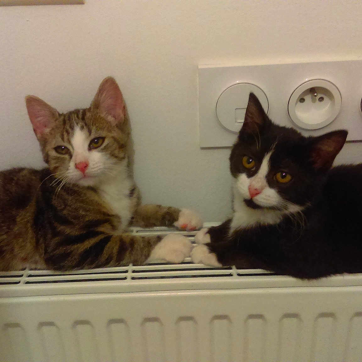 Luna Et Sunny
