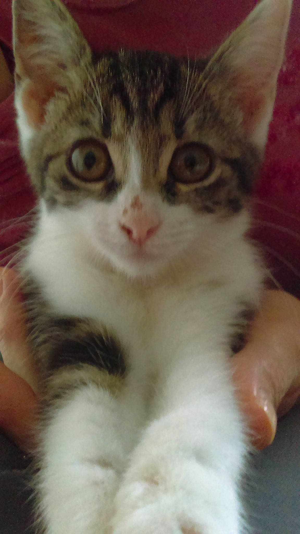 Choupette a rejoint le concours — aidez-le/la à gagner de superbes lots ! aegean_cat, american_curl, american_wirehair, asian, british_semi_longhair, carnivore, cat, domestic_short_haired_cat, european_shorthair, eye, felidae, kitten, mammal, norwegian_forest_cat, polydactyl_cat, small_to_medium_sized_cats, snout, tabby_cat, vertebrate, whiskers