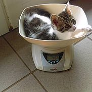Choupette a rejoint le concours — aidez-le/la à gagner de superbes lots ! carnivore, cat, cat_supply, domestic_short_haired_cat, european_shorthair, felidae, kitten, small_to_medium_sized_cats, toilet, whiskers