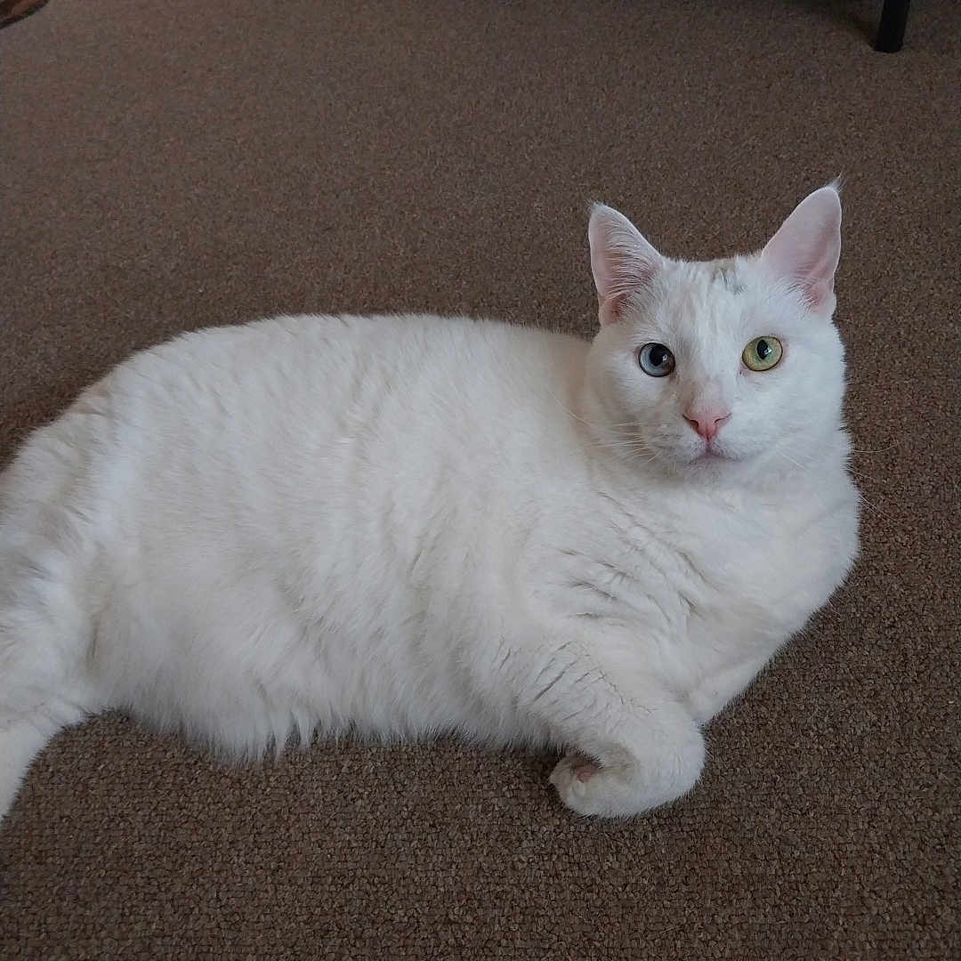 Baby is registered to the contest to win money with this photo: animal, blue_eye, carpet, cat, cute, domestic, ears_up, feline, fluffy, fur, green_eye, heterochromia, indoor, looking_at_camera, lying_down, paw, pet, relaxed, whiskers, white_cat