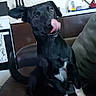 dog, black_dog, pet, indoor, couch, tongue_out, white_paws, white_chest, ears_up, kitchen, cabinet, poster, furniture, playful, animal, mammal, domestic_animal, house, tongue, sitting