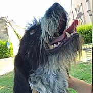 Pato participe au concours pour gagner de l'argent avec cette photo : dog, black_and_white, tongue_out, collar, outdoor, grass, park, happy, pet, animal, scruffy, closeup, canine, daylight, nature, human_hand, fur, open_mouth, playful, cheerful