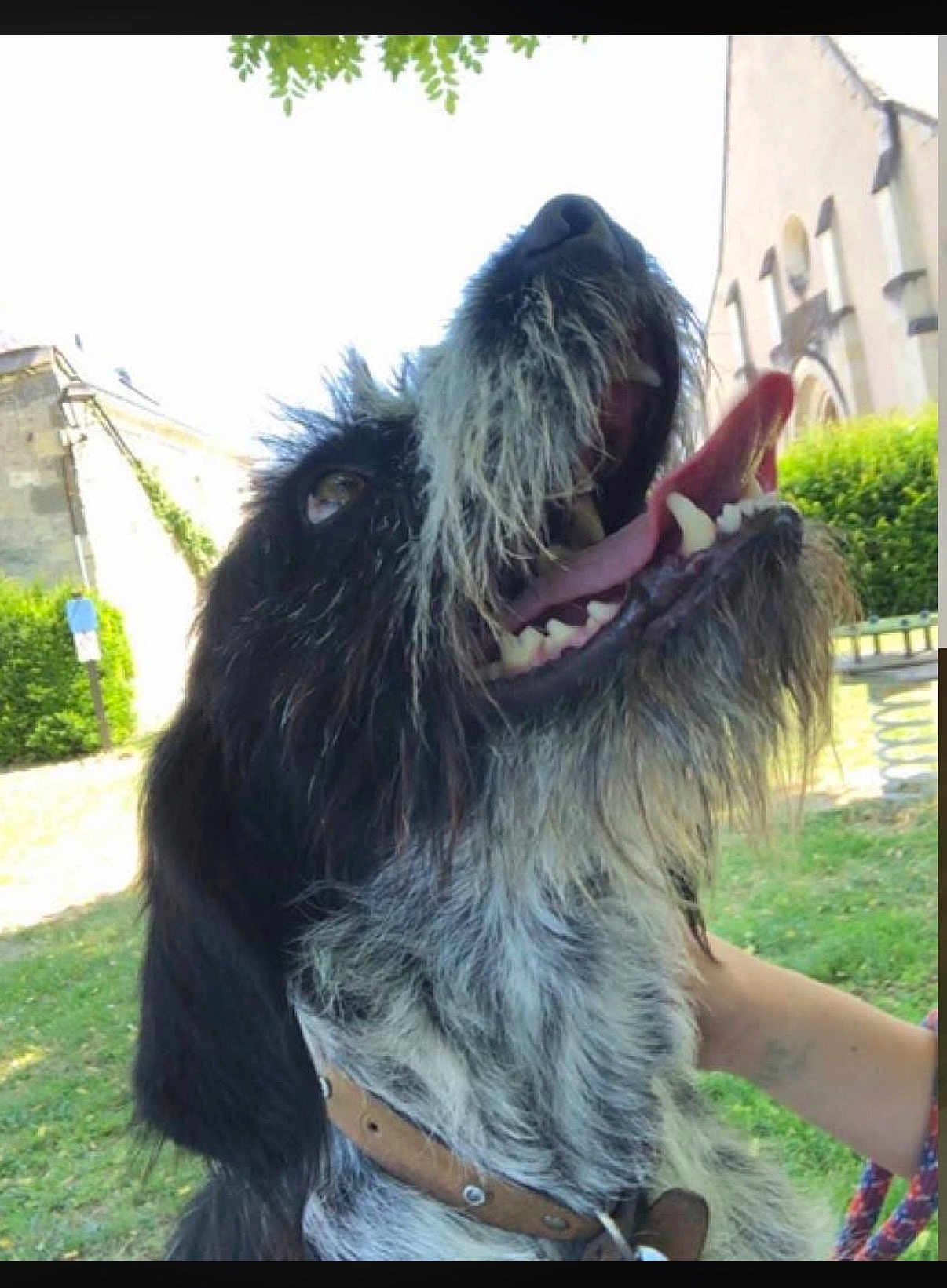 Pato participe au concours pour gagner de l'argent avec cette photo : dog, black_and_white, tongue_out, collar, outdoor, grass, park, happy, pet, animal, scruffy, closeup, canine, daylight, nature, human_hand, fur, open_mouth, playful, cheerful