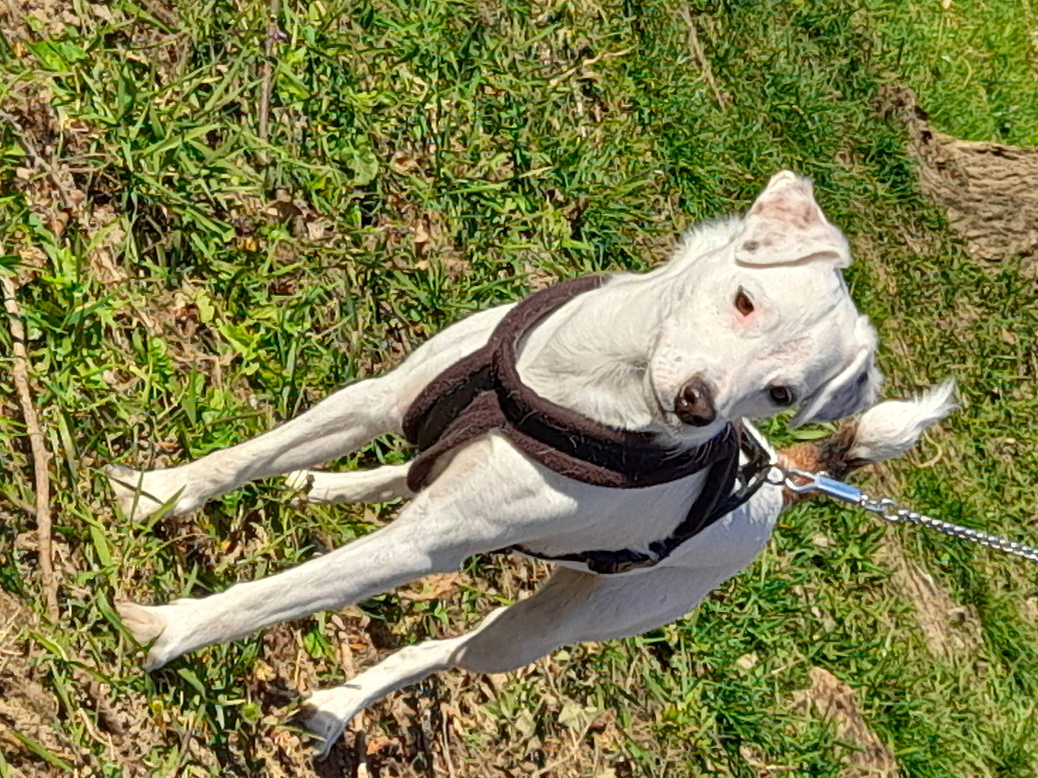 Ooligan participe au concours pour gagner de l'argent avec cette photo : adventure, canidae, carnivore, collar, companion_dog, dog, dog_breed, dog_clothes, dog_collar, fashion_accessory, fawn, grass, leash, non_sporting_group, paw, pet_supply, sporting_group, tail, terrestrial_animal, working_animal