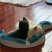 Marshmellow Twilight joined the competition — help win amazing prizes! cat, cats, black_cat, white_cat, pet, indoor, wooden_floor, rug, toy, snuggling, resting, cozy, fur, plaything, animal, domestic, flooring, relaxing, back_to_back, sleeping