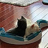 cat, cats, black_cat, white_cat, pet, indoor, wooden_floor, rug, toy, snuggling, resting, cozy, fur, plaything, animal, domestic, flooring, relaxing, back_to_back, sleeping
