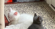 Marshmellow Twilight joined the competition — help win amazing prizes! cat, kitten, white_cat, gray_cat, pets, indoor, rug, patterned_rug, floor, wood_floor, water_bottles, paper_towels, resting, sleeping, cute, animal, domestic_animal, feline, cozy, sunlight