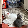 cat, kitten, white_cat, gray_cat, pets, indoor, rug, patterned_rug, floor, wood_floor, water_bottles, paper_towels, resting, sleeping, cute, animal, domestic_animal, feline, cozy, sunlight