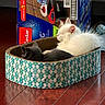 cat, kitten, white_cat, gray_cat, cat_bed, cardboard, floor, wood_floor, toy_ball, box, cleaning_product, indoor, pet, animal, cute, cozy, resting, sleeping, fur, domestic