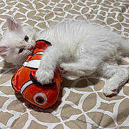 Marshmellow joined the competition — help win amazing prizes! kitten, white_cat, plush_toy, orange_fish, bed, quilt, patterned_bedding, pet, cute, playful, animal, feline, toy, lying_down, soft_fur, indoor, young_cat, resting, close_up, domestic_animal