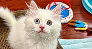 Marshmellow is registered to the contest to win money with this photo: kitten, white_cat, heterochromia, blue_eye, green_eye, pet, furry, cute, indoor, wooden_floor, cat_toy, scratching_post, playful, close_up, young_cat, fluffy, curious, animal, domestic_cat, pet_bed