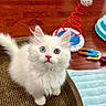 kitten, white_cat, heterochromia, blue_eye, green_eye, pet, furry, cute, indoor, wooden_floor, cat_toy, scratching_post, playful, close_up, young_cat, fluffy, curious, animal, domestic_cat, pet_bed