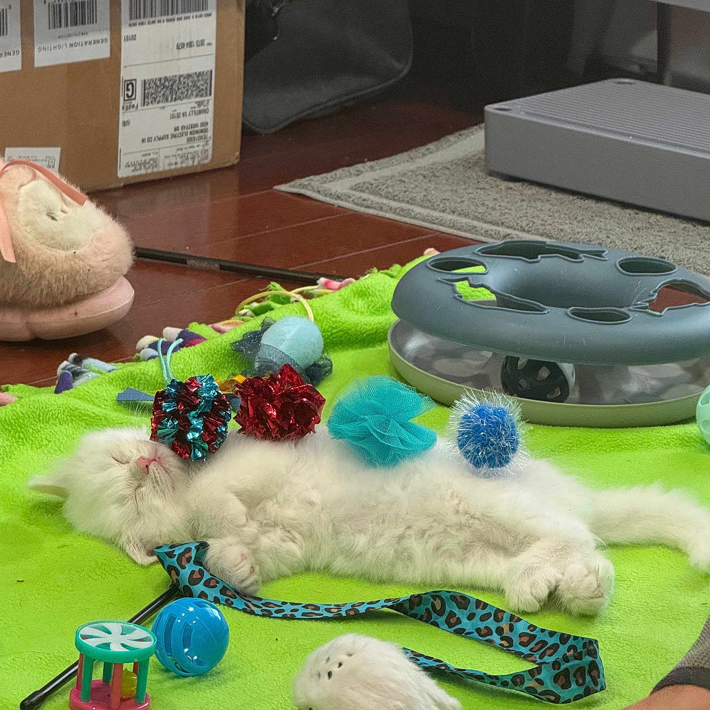 Marshmellow is registered to the contest to win money with this photo: kitten, cat, sleeping, toys, green_blanket, fluffy, indoor, pet, playful, cozy, slipper, floor, human_hand, cat_toys, relaxed, cute, small, white_cat, domestic_cat, resting