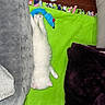 Marshmellow is registered to the contest to win money with this photo: kitten, white_cat, toy_mouse, green_blanket, pillow, cozy, sleeping, pet, indoor, floor, feline, fluffy, cute, relaxed, wood_floor, domestic_animal, animal_toy, resting, soft_texture, home