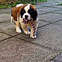 Mercy is registered to the contest to win money with this photo: puppy, dog, saint_bernard, pet, toy, rope_toy, outdoor, paved_patio, grass, playful, cute, young_dog, walking, animal, fur, brown_and_white, adorable, nature, small_dog, sidewalk