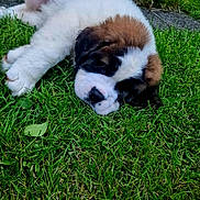 Mercy is registered to the contest to win money with this photo: puppy, dog, saint_bernard, sleeping, grass, outdoor, pet, cute, fluffy, animal, nature, young, lying_down, resting, canine, adorable, fur, mammal, peaceful, greenery