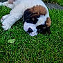 puppy, dog, saint_bernard, sleeping, grass, outdoor, pet, cute, fluffy, animal, nature, young, lying_down, resting, canine, adorable, fur, mammal, peaceful, greenery