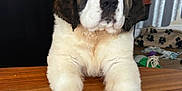 Mercy is registered to the contest to win money with this photo: puppy, saint_bernard, dog, table, wood, indoor, plant, potted_plant, curtain, pet_toys, floor, furniture, fur, cute, animal, pet, domestic_animal, young, front_paws, resting