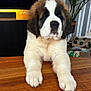 puppy, saint_bernard, dog, table, wood, indoor, plant, potted_plant, curtain, pet_toys, floor, furniture, fur, cute, animal, pet, domestic_animal, young, front_paws, resting