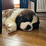 Mercy joined the competition — help win amazing prizes! puppy, dog, sleeping, floor, wooden_floor, indoor, furniture, chair, pet, cute, fluffy, cozy, animal, young_dog, resting, brown_and_white, adorable, peaceful, paw, house