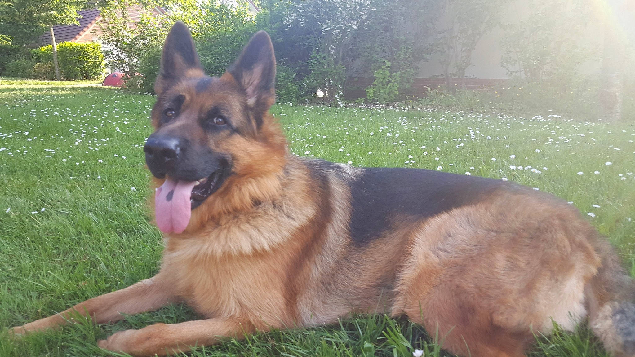 Mike participe au concours pour gagner de l'argent avec cette photo : belgian_shepherd, belgian_shepherd_malinois, bohemian_shepherd, canidae, carnivore, dog, dog_breed, east_european_shepherd, fawn, german_shepherd_dog, king_shepherd, kunming_wolfdog, mammal, old_german_shepherd_dog, police_dog, rare_breed_dog, shiloh_shepherd_dog, snout, tervuren, vertebrate