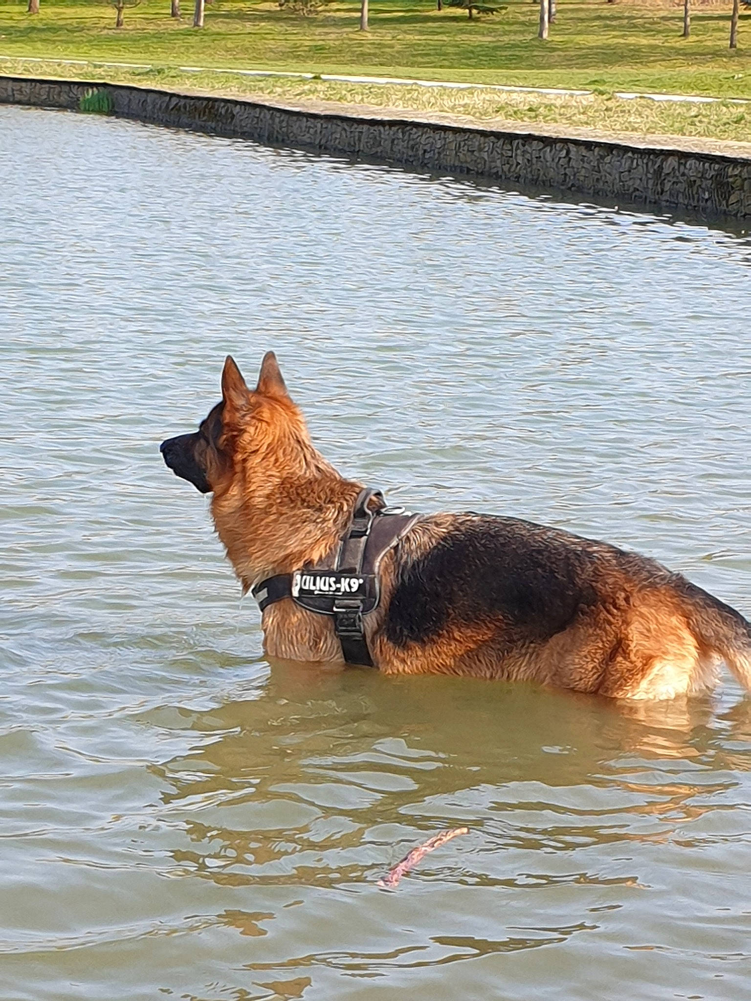 Mike participe au concours pour gagner de l'argent avec cette photo : belgian_shepherd, belgian_shepherd_malinois, canidae, carnivore, dog, dog_breed, east_european_shepherd, fawn, german_shepherd_dog, king_shepherd, kunming_wolfdog, laekenois, mammal, old_german_shepherd_dog, shiloh_shepherd_dog, sporting_group, tervuren, vertebrate, working_dog