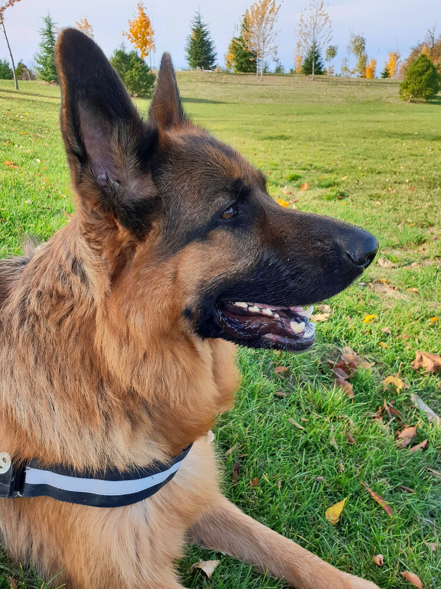 Mike participe au concours pour gagner de l'argent avec cette photo : belgian_shepherd, belgian_shepherd_malinois, bohemian_shepherd, canidae, carnivore, dog, dog_breed, east_european_shepherd, fawn, german_shepherd_dog, king_shepherd, kunming_wolfdog, mammal, old_german_shepherd_dog, rare_breed_dog, shiloh_shepherd_dog, snout, tervuren, vertebrate, working_dog