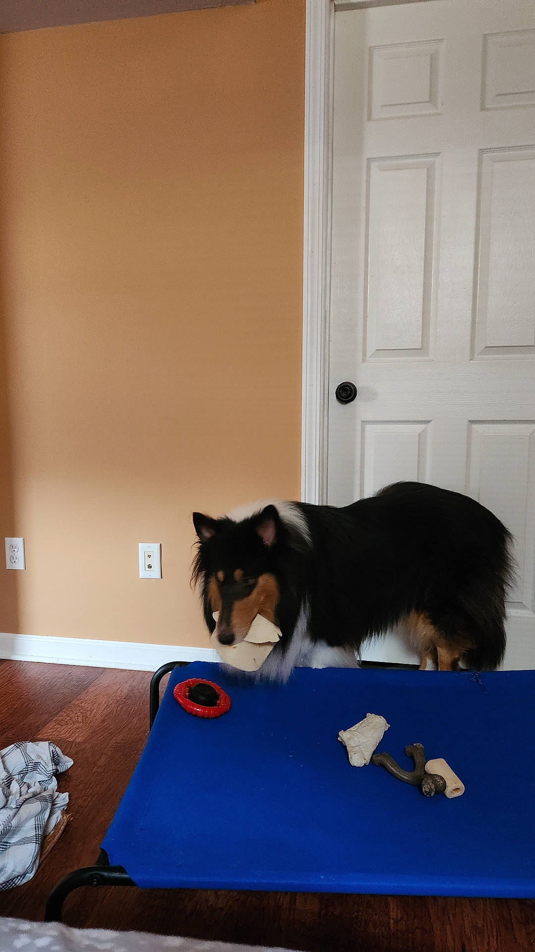 Rio is registered to the contest to win money with this photo: animal, architecture, building, canine, collie, couch, diningtable, dog, door, furniture, hardwood, husky, indoors, interiordesign, livingroom, pet, plywood, room, table, wood