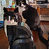 cat, lego, lego_cat, tuxedo_cat, table, wooden_table, indoor, kitchen, furniture, bottle, chair, appliance, refrigerator, stove, domestic, pet, animal, black_and_white, curious, sitting