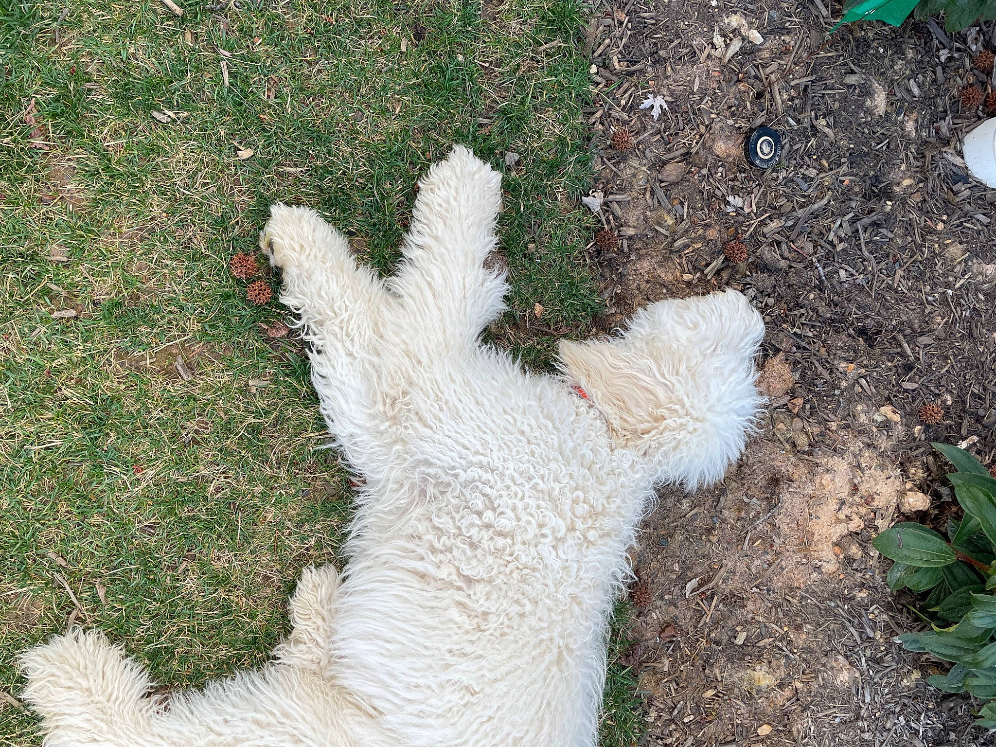 Fozzie joined the competition — help win amazing prizes! canidae, carnivore, companion_dog, dog_breed, fawn, foot, fur, gesture, grass, hericium, mammal, pasture, plant, shadow, sheep, shrub, sporting_group, tail, terrestrial_animal, wool
