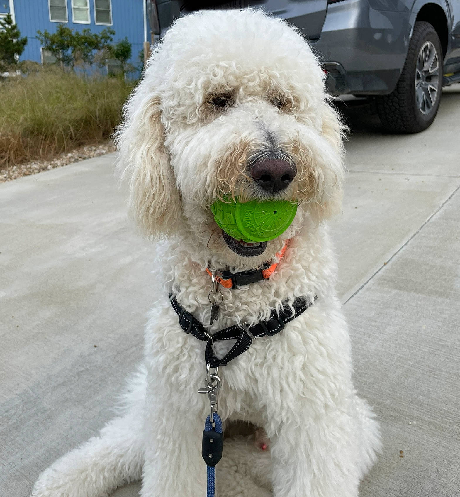 Fozzie is registered to the contest to win money with this photo: carnivore, collar, companion_dog, dog, dog_breed, dog_collar, dog_supply, leash, plant, poodle, snout, sporting_group, terrier, tire, toy_dog, vehicle, water_dog, wheel, window, working_animal