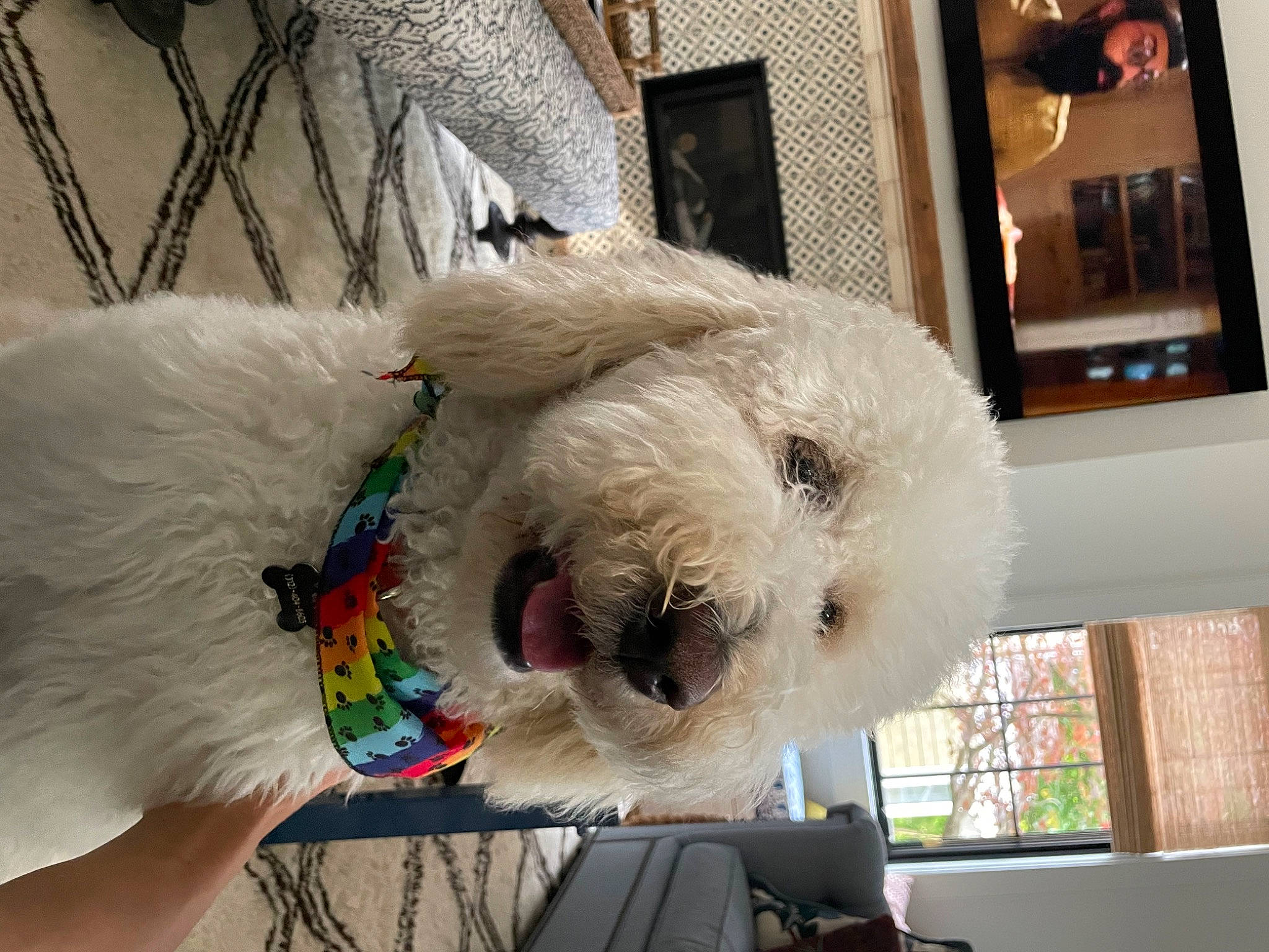 Fozzie is registered to the contest to win money with this photo: bookcase, canidae, carnivore, cockapoo, companion_dog, dog, dog_breed, fawn, fur, pet_supply, picture_frame, plush, snout, sporting_group, stuffed_toy, terrier, toy, toy_dog, window, wool