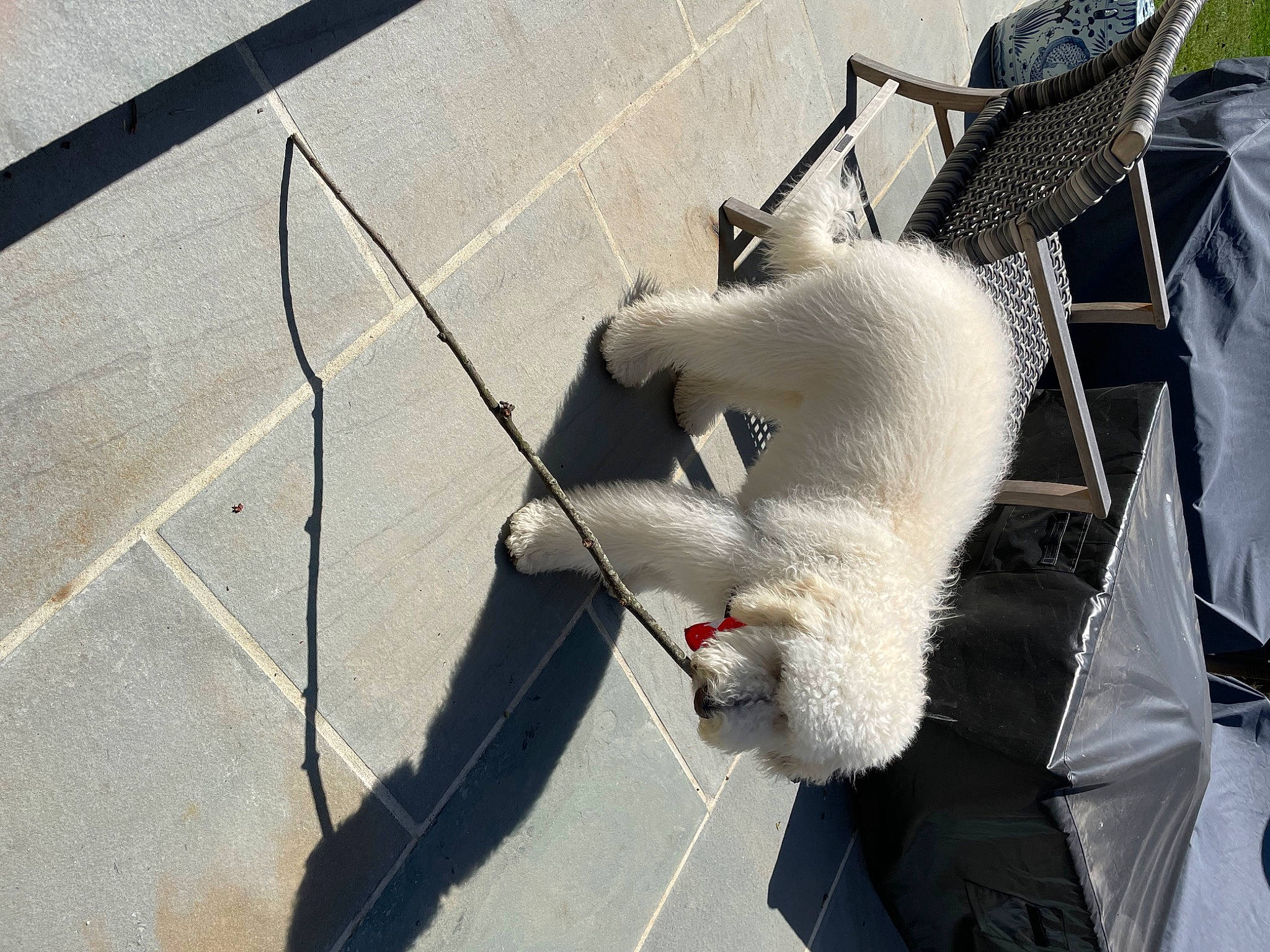 Fozzie is registered to the contest to win money with this photo: asphalt, automotive_exterior, canidae, carnivore, concrete, fashion_accessory, felidae, flooring, fur, grey, road_surface, shadow, sidewalk, small_to_medium_sized_cats, stuffed_toy, tail, toy, whiskers, winter, wood