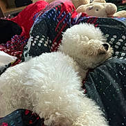 Vasco participe au concours pour gagner de l'argent avec cette photo : dog, white_dog, fluffy, bed, blanket, patterned_blanket, black_cat, cat, stuffed_toy, teddy_bear, indoor, cozy, relaxed, pet, animal, resting, sleeping, fur, colorful, soft