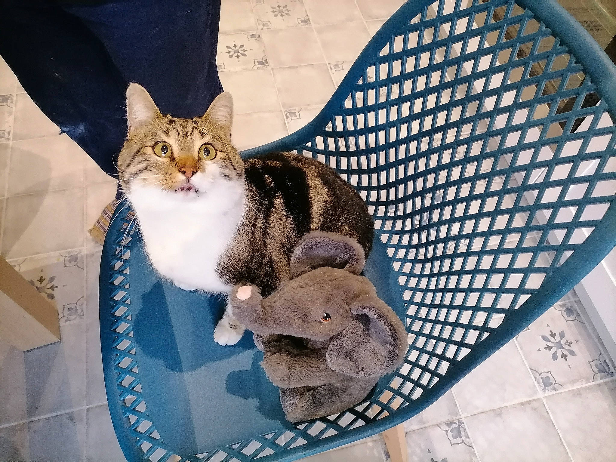 Minou a rejoint le concours — aidez-le/la à gagner de superbes lots ! carnivore, cat, cat_supply, chair, circle, comfort, dishware, domestic_short_haired_cat, fawn, felidae, fur, mesh, outdoor_furniture, pattern, paw, pet_supply, small_to_medium_sized_cats, snout, tail, whiskers