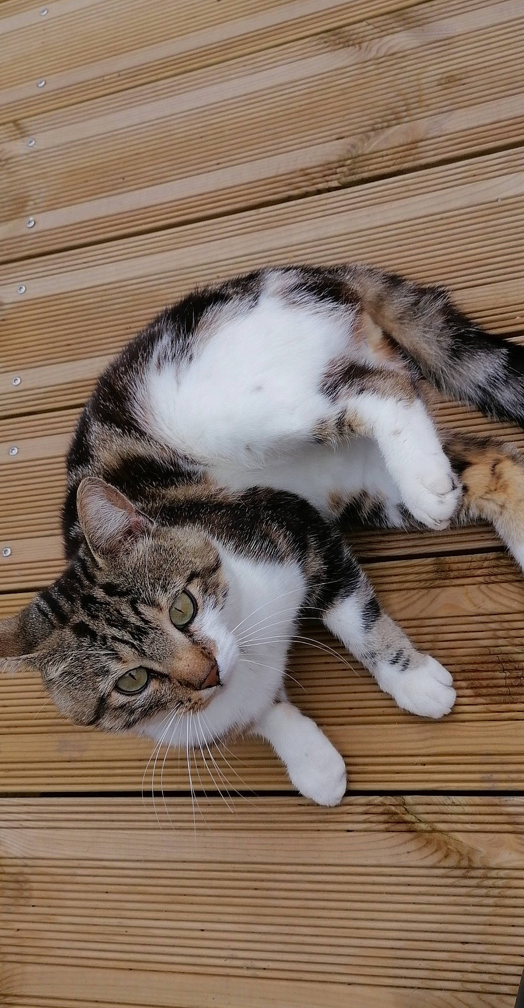 Minou a rejoint le concours — aidez-le/la à gagner de superbes lots ! carnivore, cat, claw, comfort, domestic_short_haired_cat, felidae, flooring, foot, fur, hardwood, paw, small_to_medium_sized_cats, snout, tail, terrestrial_animal, whiskers, window, wood