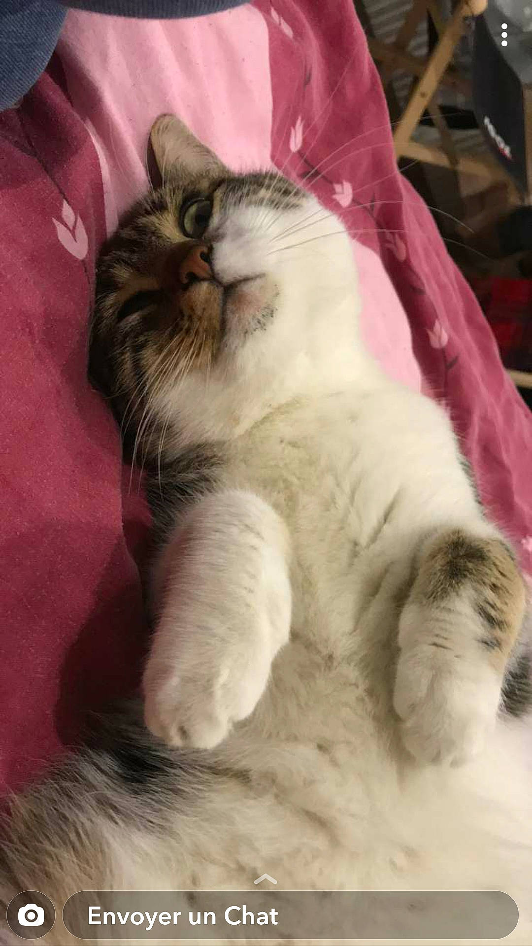 Minou a rejoint le concours — aidez-le/la à gagner de superbes lots ! bed_sheet, carnivore, cat, claw, comfort, companion_dog, domestic_short_haired_cat, eye, fawn, felidae, foot, fur, nap, paw, sleep, small_to_medium_sized_cats, snout, tail, terrestrial_animal, whiskers