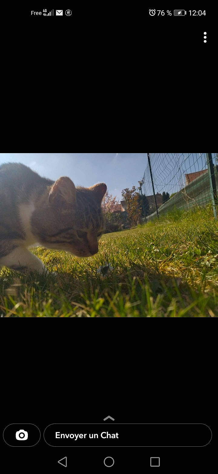 Minou a rejoint le concours — aidez-le/la à gagner de superbes lots ! carnivore, felidae, field, grass, grassland, grazing, landscape, livestock, meadow, natural_landscape, pasture, plant, prairie, sky, snout, soil, sunlight, terrestrial_animal, tints_and_shades, whiskers