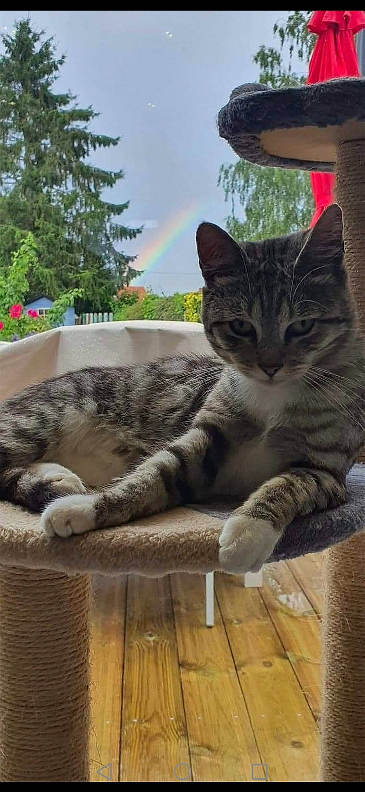 Hobi participe au concours pour gagner de l'argent avec cette photo : carnivore, cat, comfort, domestic_short_haired_cat, felidae, fur, grass, mammal, paw, plant, rainbow, sky, small_to_medium_sized_cats, snout, tail, tree, vertebrate, whiskers, window, wood