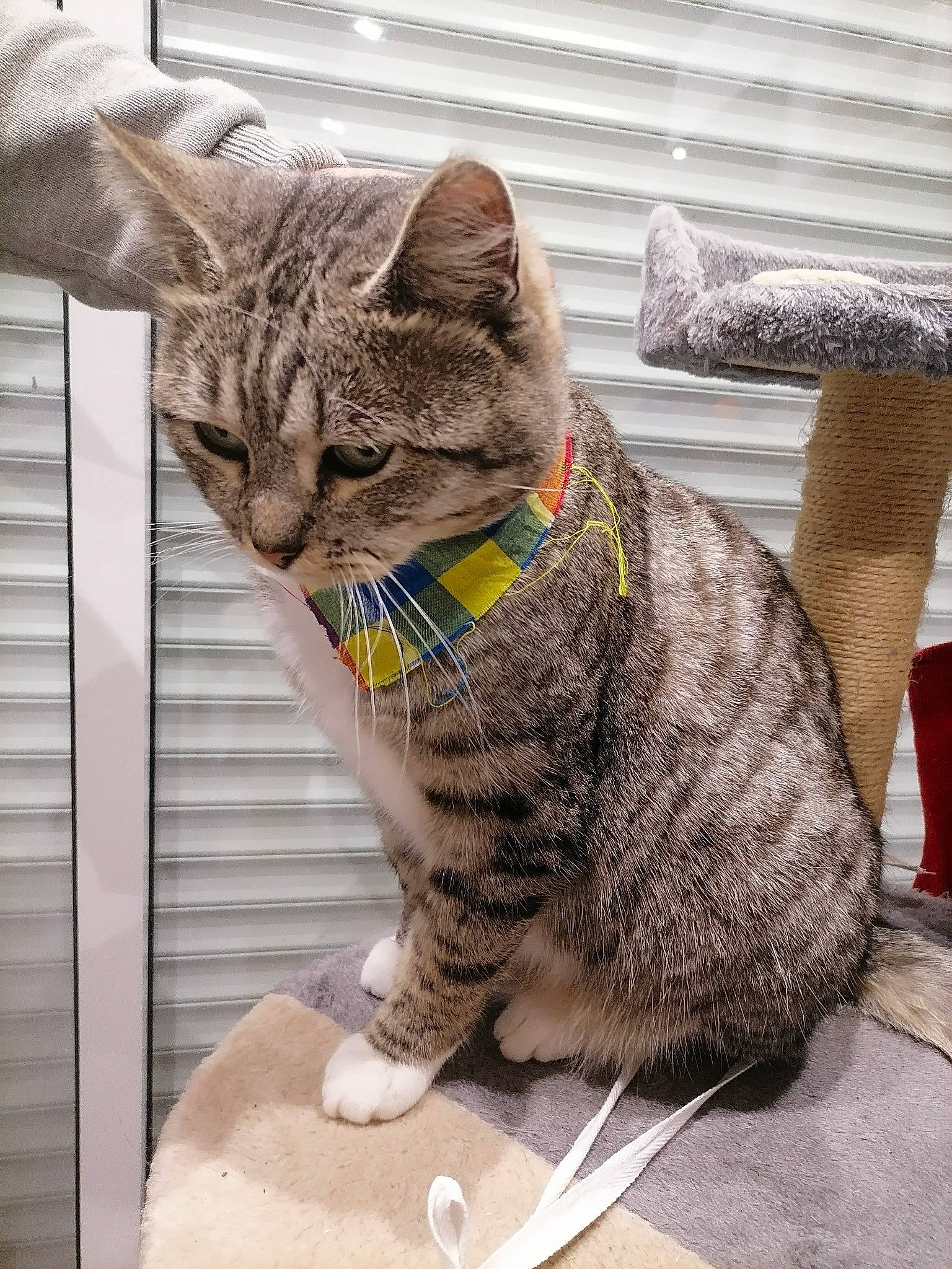 Hobi a rejoint le concours — aidez-le/la à gagner de superbes lots ! art, carnivore, cat, domestic_short_haired_cat, felidae, flooring, fur, grass, grey, pattern, sitting, small_to_medium_sized_cats, snout, tail, terrestrial_animal, whiskers, window, wood