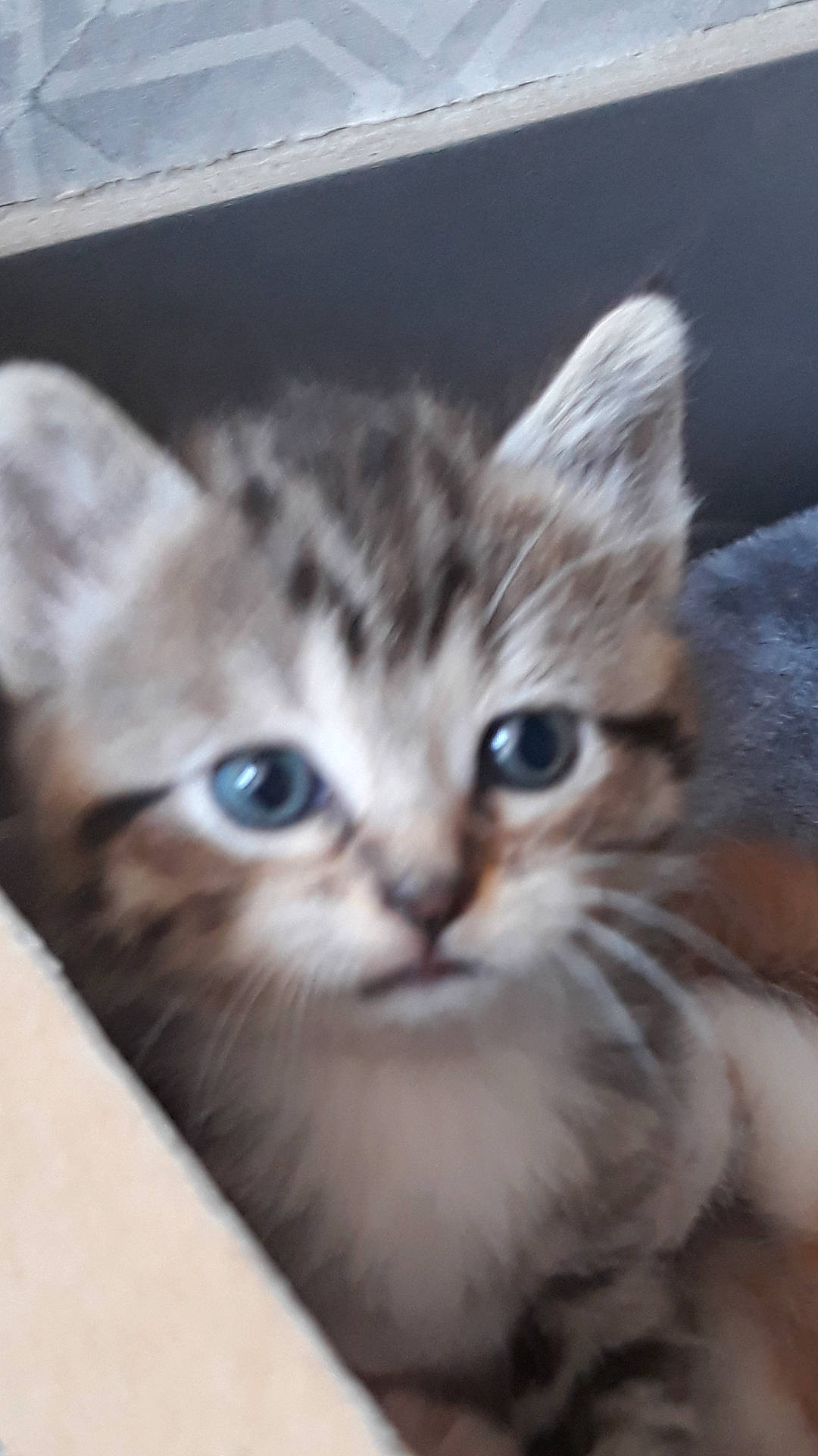 Hobi participe au concours pour gagner de l'argent avec cette photo : carnivore, cat, claw, domestic_short_haired_cat, fawn, felidae, fur, iris, paw, photo_caption, plant, small_to_medium_sized_cats, snout, tail, whiskers