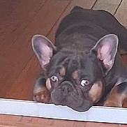 Raider Von Cox is registered to the contest to win money with this photo: animal, brown, canine, closeup, curious, cute, dog, domestic_animal, ears, expression, face, floor, french_bulldog, indoor, looking, muzzle, pet, resting, snout, wooden_floor