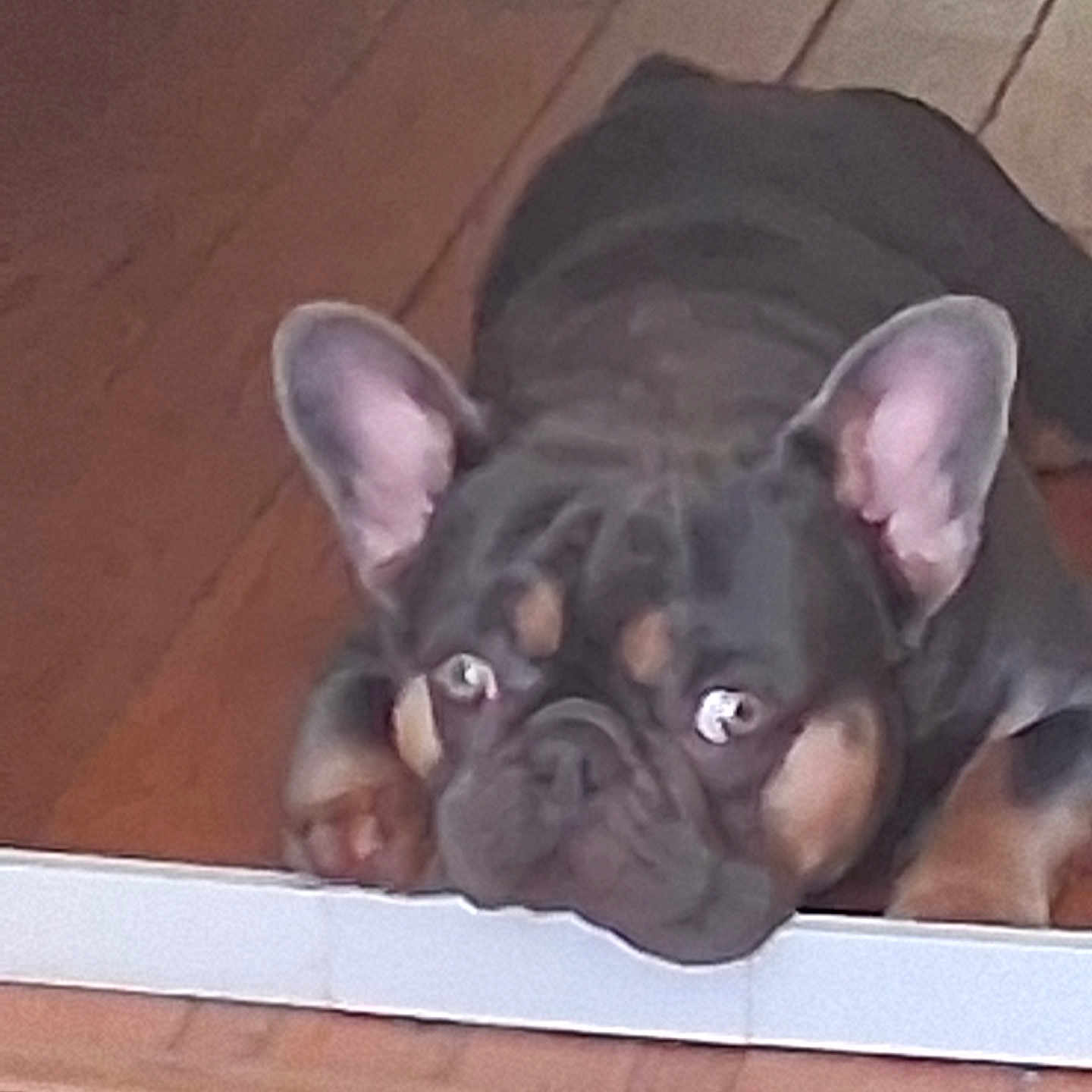 Raider Von Cox is registered to the contest to win money with this photo: animal, brown, canine, closeup, curious, cute, dog, domestic_animal, ears, expression, face, floor, french_bulldog, indoor, looking, muzzle, pet, resting, snout, wooden_floor